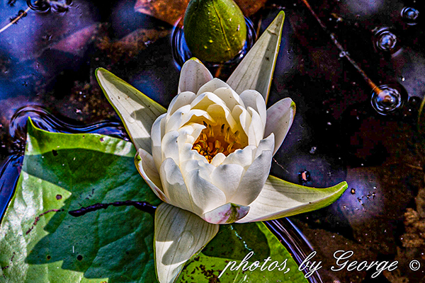 American White Water Lily Nymphaea Odorata Aiton Ssp Odorata What