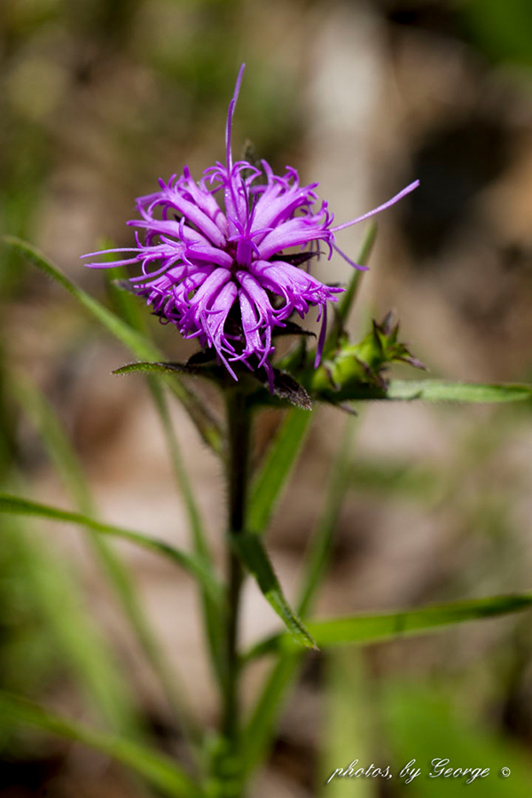 Scaly Blazing Star (Liatris squarrosa (L.) Michx. var. squarrosa ...