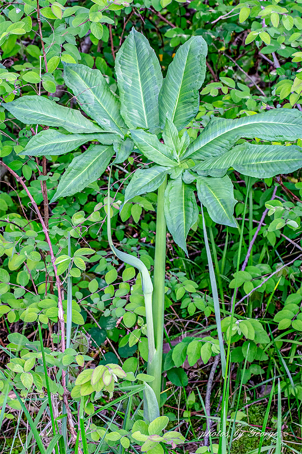 Green Dragon (Arisaema dracontium (L.) Schott) - What's Blooming Now!
