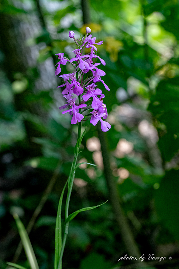 Purple Fringeless Orchid (Platanthera peramoena (A. Gray) A. Gray ...