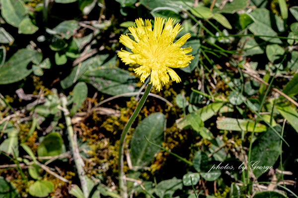 Mouse Ear Hawkweed (Pilosella officinarum F.W.Schultz & Sch.Bip ...